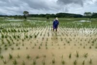 Puluhan Ribu Hektare Sawah Terendam Sumber foto : bantentv.com