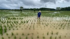 Puluhan Ribu Hektare Sawah Terendam Sumber foto : bantentv.com
