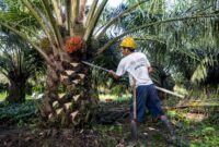 Ilustrasi Sengketa Sawit Memanas, Indonesia Siap Tekan Uni Eropa Lewat WTO (foto haisawit.co.id)