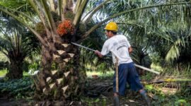 Ilustrasi Sengketa Sawit Memanas, Indonesia Siap Tekan Uni Eropa Lewat WTO (foto haisawit.co.id)