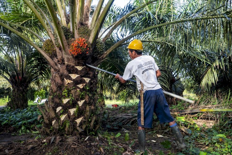Ilustrasi Sengketa Sawit Memanas, Indonesia Siap Tekan Uni Eropa Lewat WTO (foto haisawit.co.id)