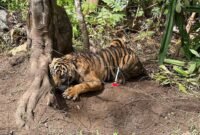 Dok. Harimau terjerat oleh jerat warga, di Jorong Limo Sumpadang Baru, Nagari Padang Mantinggi, Kecamatan Rao, Kabupaten Pasaman. 