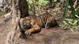 Dok. Harimau terjerat oleh jerat warga, di Jorong Limo Sumpadang Baru, Nagari Padang Mantinggi, Kecamatan Rao, Kabupaten Pasaman. 