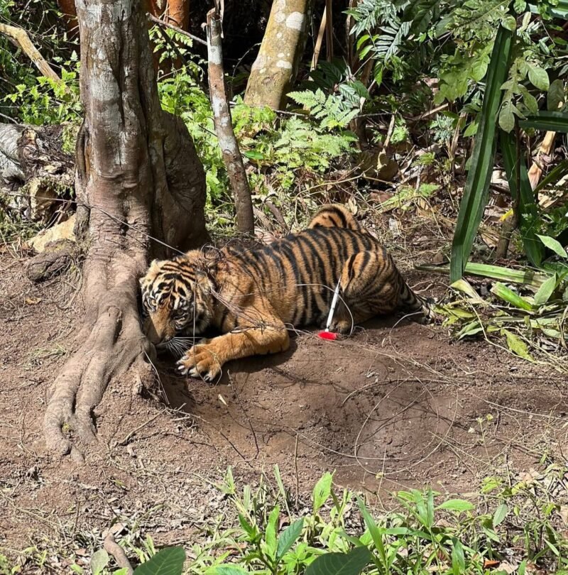 Dok. Harimau terjerat oleh jerat warga, di Jorong Limo Sumpadang Baru, Nagari Padang Mantinggi, Kecamatan Rao, Kabupaten Pasaman. 