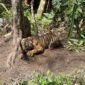 Dok. Harimau terjerat oleh jerat warga, di Jorong Limo Sumpadang Baru, Nagari Padang Mantinggi, Kecamatan Rao, Kabupaten Pasaman. 
