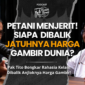 Podcast Kusieh Bendi: Gambir Revolution: Strategi Jitu Sumbar Menguasai Pasar Global!