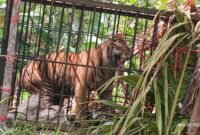 Dok. Harimau Masuk Perangkap di Jorong Batang Palupuah, Kab. Agam (BKSDA Agam)