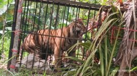 Dok. Harimau Masuk Perangkap di Jorong Batang Palupuah, Kab. Agam (BKSDA Agam)