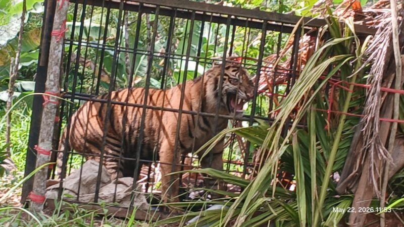 Dok. Harimau Masuk Perangkap di Jorong Batang Palupuah, Kab. Agam (BKSDA Agam)