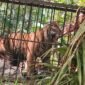 Dok. Harimau Masuk Perangkap di Jorong Batang Palupuah, Kab. Agam (BKSDA Agam)