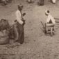 Foto: Suasana Pasar Payakumbuh, estimasi tahun 1890 - 1900 (KITLV)