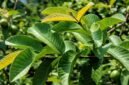 Foto: Daun Jambu Biji