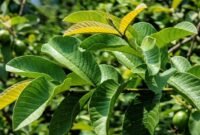Foto: Daun Jambu Biji