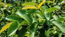 Foto: Daun Jambu Biji