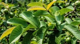 Foto: Daun Jambu Biji