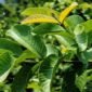 Foto: Daun Jambu Biji