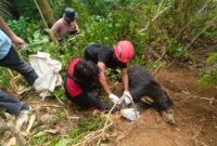 Foto: Proses Evakuasi Beruang Madu di Jorong Kuamang, Nagari Panti Timur, Kab. Pasaman (Dok. BKSDA Pasaman)