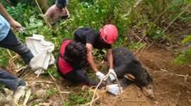 Foto: Proses Evakuasi Beruang Madu di Jorong Kuamang, Nagari Panti Timur, Kab. Pasaman (Dok. BKSDA Pasaman)