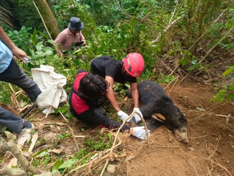Foto: Proses Evakuasi Beruang Madu di Jorong Kuamang, Nagari Panti Timur, Kab. Pasaman (Dok. BKSDA Pasaman)