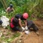 Foto: Proses Evakuasi Beruang Madu di Jorong Kuamang, Nagari Panti Timur, Kab. Pasaman (Dok. BKSDA Pasaman)