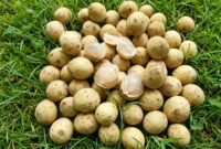 Buah Langsat di Atas Rumput