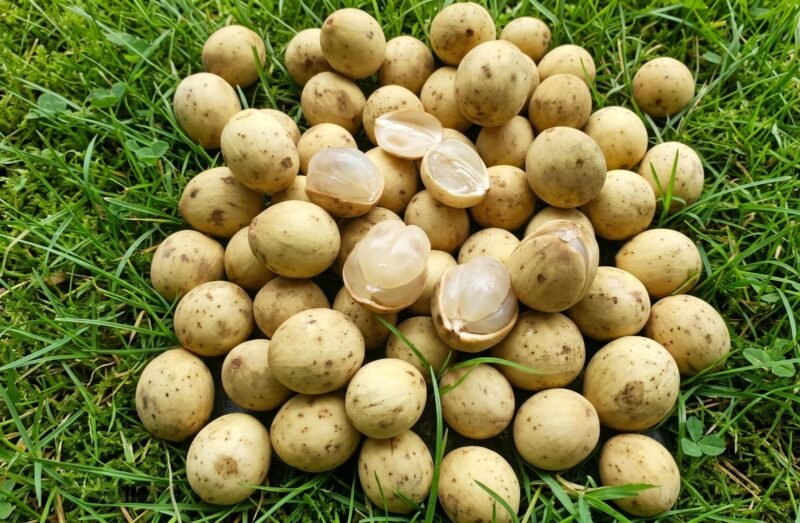 Buah Langsat di Atas Rumput