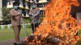 Polda Sumbar Musnahkan 124 Kg Ganja dan 1,46 Kg Sabu. (Foto: Dok. ANTARA)