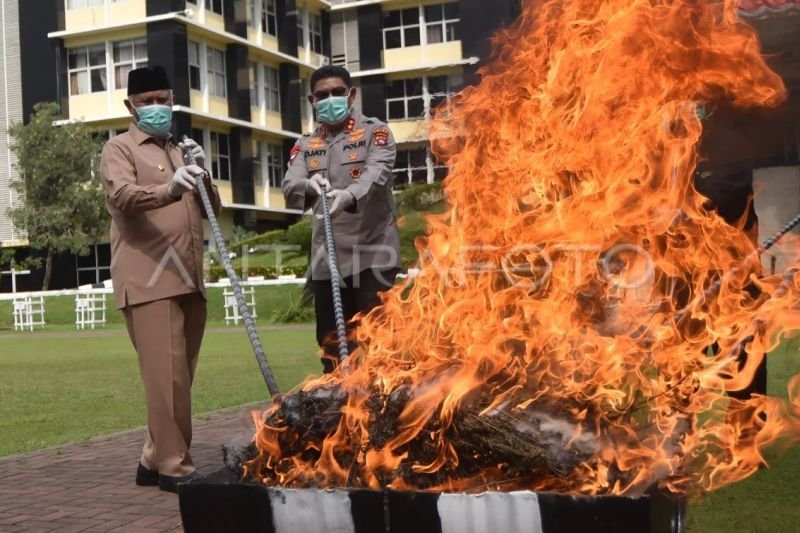 Polda Sumbar Musnahkan 124 Kg Ganja dan 1,46 Kg Sabu. (Foto: Dok. ANTARA)