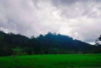 Agam Usulkan 1.000 Hektare Lahan Terlantar Diaktifkan Kembali. (Foto: Dok. ANTARA)