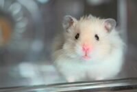 13 Jenis Hamster yang Bisa Dipelihara Pemula. (Foto: CNN Indonesia)