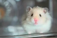 13 Jenis Hamster yang Bisa Dipelihara Pemula. (Foto: CNN Indonesia)