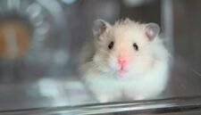 13 Jenis Hamster yang Bisa Dipelihara Pemula. (Foto: CNN Indonesia)