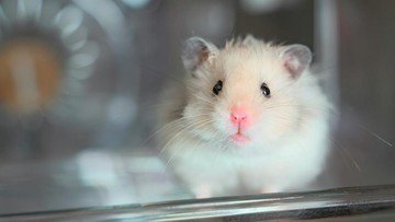 13 Jenis Hamster yang Bisa Dipelihara Pemula. (Foto: CNN Indonesia)