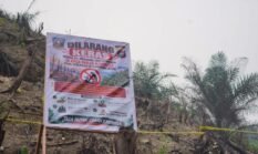 Lahan Bekas Karhutla Dharmasraya 5,9 Ha Ditanami Sawit