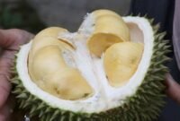 Thailand Pakai AI untuk Tingkatkan Kualitas Durian Ekspor. (Foto: CNN Indonesia)