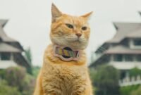 Ilustrasi kucing peliharaan. (Foto: CNN Indonesia)